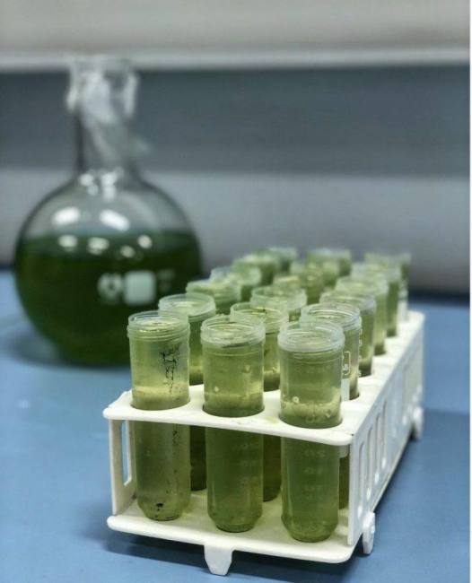 dầu diesel sinh học tảo trường đại học kỹ thuật yildiz