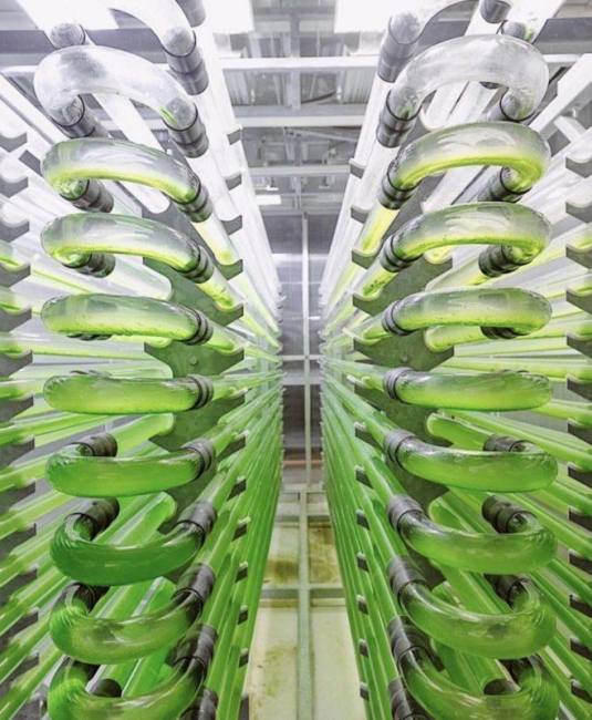 alger biodiesel bioingeniør yildiz tekniske universitet