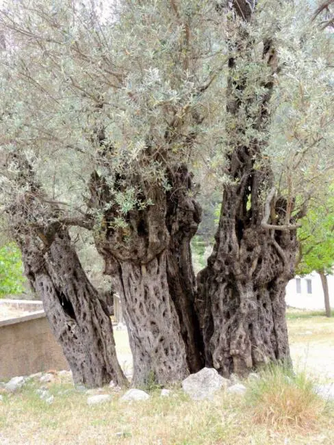 чукова трошачка за маслини ефективна неръждаема стомана 3000 kg/h 50 к.с. al-sadoun