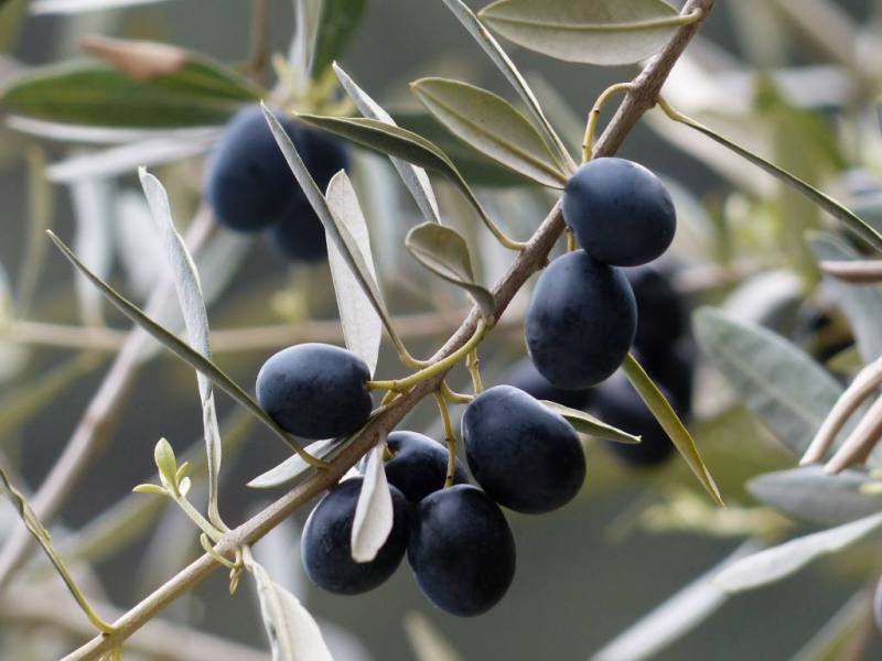 export av olivolja och bordsoliver från Turkiet överstiger 300 miljoner USD årligen
