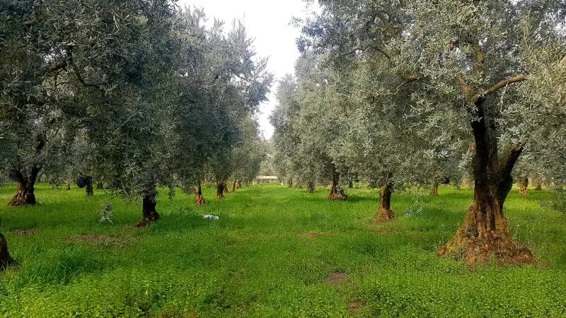 rancho de olivos en venta 21,500 m2 iznik bursa a 1500 metros del lago iznik